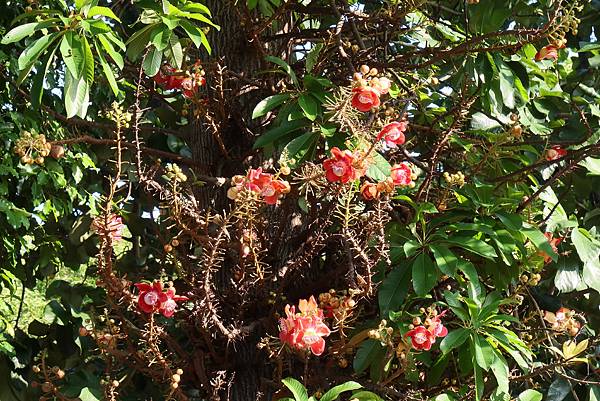 高雄梓官區梓平公園之砲彈樹與其它罕見植物