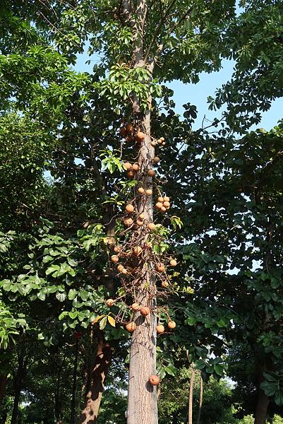 高雄梓官區梓平公園之砲彈樹與其它罕見植物