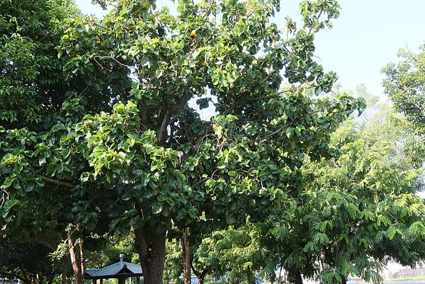 高雄梓官區梓平公園之砲彈樹與其它罕見植物