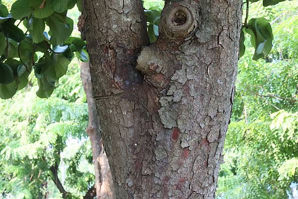 高雄梓官區梓平公園之砲彈樹與其它罕見植物