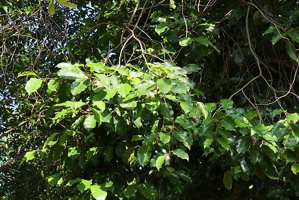 高雄梓官區梓平公園之砲彈樹與其它罕見植物