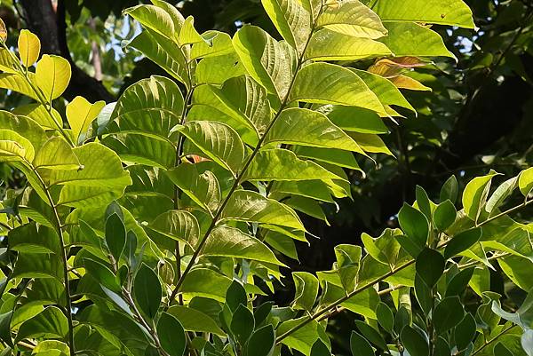 高雄梓官區梓平公園之砲彈樹與其它罕見植物