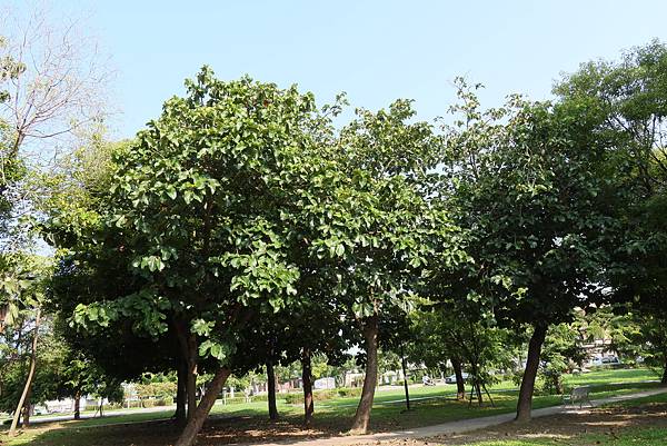 高雄梓官區梓平公園之砲彈樹與其它罕見植物