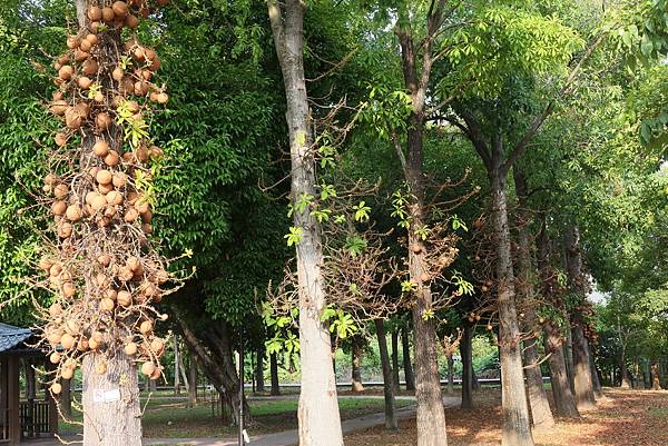 高雄梓官區梓平公園之砲彈樹與其它罕見植物