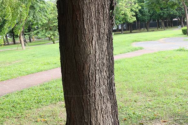 高雄梓官區梓平公園之砲彈樹與其它罕見植物