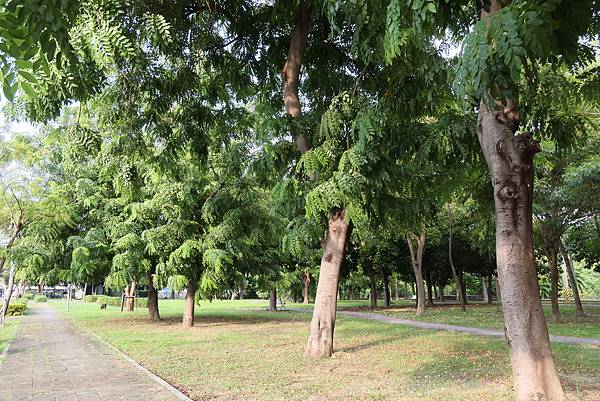 高雄梓官區梓平公園之砲彈樹與其它罕見植物