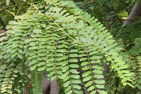 高雄梓官區梓平公園之砲彈樹與其它罕見植物