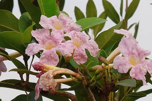 高雄梓官區梓平公園之砲彈樹與其它罕見植物