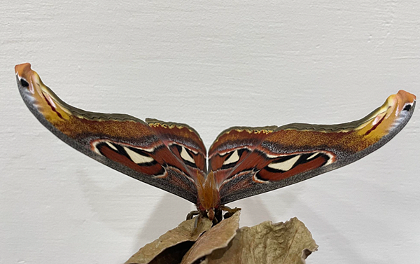 臺灣蛾類中的巨大王者 - 皇蛾飼養日記 臺灣蛾類中的巨大王者 - 皇蛾飼養日記