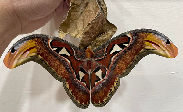 臺灣蛾類中的巨大王者 - 皇蛾飼養日記 臺灣蛾類中的巨大王者 - 皇蛾飼養日記