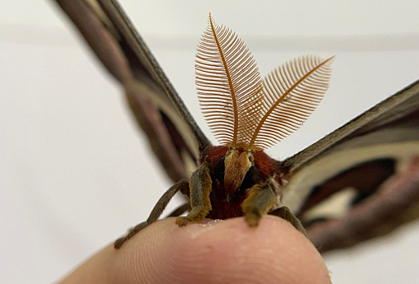 近距離觀察皇蛾的觸角 臺灣蛾類中的巨大王者 - 皇蛾飼養日記