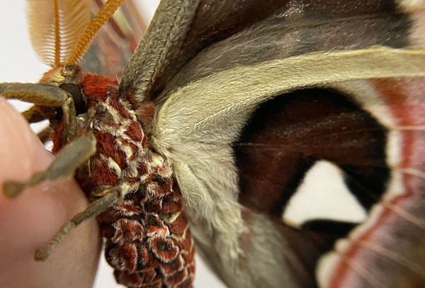 不只翅膀,就連身體都帶有花紋 臺灣蛾類中的巨大王者 - 皇蛾飼養日記