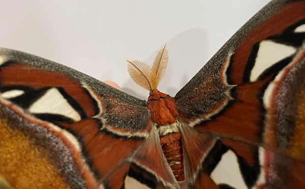 俯拍羽狀觸角 臺灣蛾類中的巨大王者 - 皇蛾飼養日記