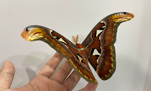 臺灣蛾類中的巨大王者 - 皇蛾飼養日記 臺灣蛾類中的巨大王者 - 皇蛾飼養日記