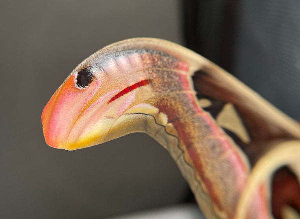 蛇頭的偽裝告訴外來者自己可不好惹 臺灣蛾類中的巨大王者 - 皇蛾飼養日記