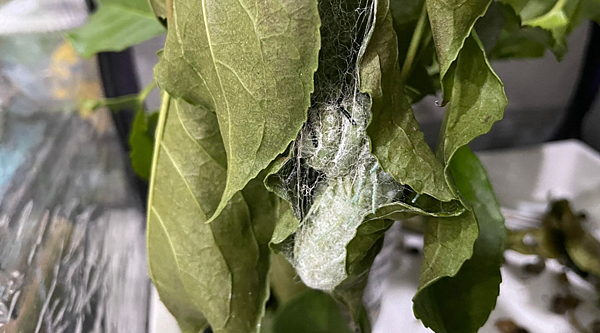 結繭中的皇蛾 臺灣蛾類中的巨大王者 - 皇蛾飼養日記
