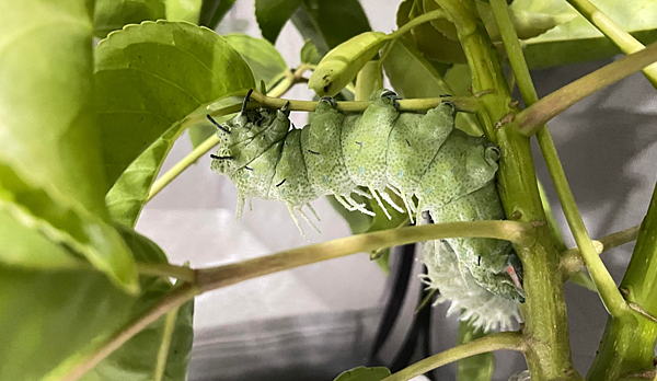 臺灣蛾類中的巨大王者 - 皇蛾飼養日記 臺灣蛾類中的巨大王者 - 皇蛾飼養日記