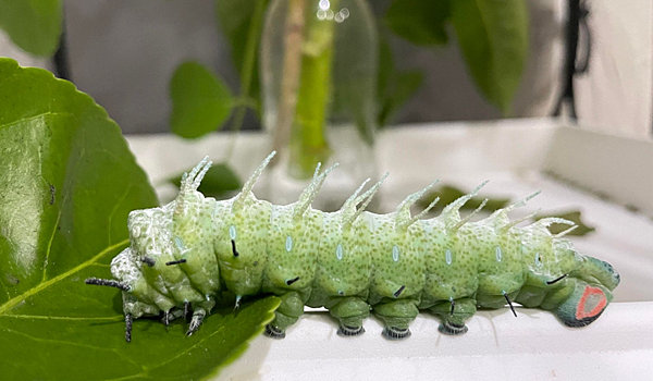 胖嘟嘟的成蟲 臺灣蛾類中的巨大王者 - 皇蛾飼養日記