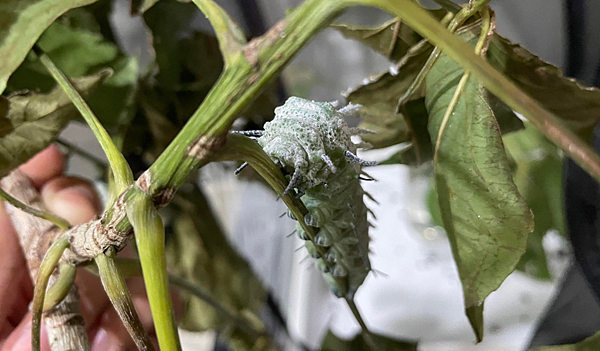臺灣蛾類中的巨大王者 - 皇蛾飼養日記 臺灣蛾類中的巨大王者 - 皇蛾飼養日記