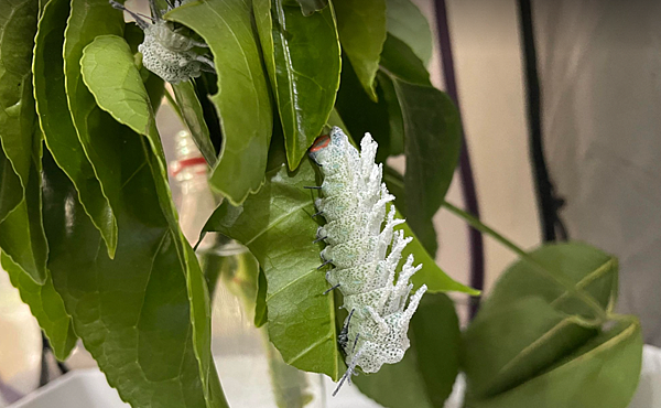 臺灣蛾類中的巨大王者 - 皇蛾飼養日記 臺灣蛾類中的巨大王者 - 皇蛾飼養日記