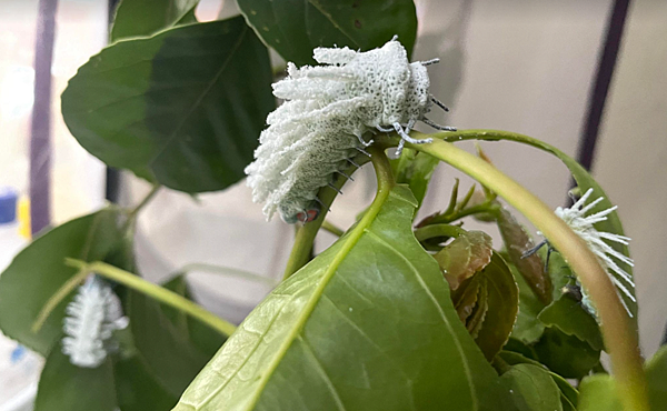 臺灣蛾類中的巨大王者 - 皇蛾飼養日記 臺灣蛾類中的巨大王者 - 皇蛾飼養日記