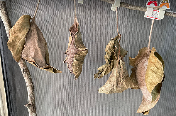 皇蛾結繭後的模樣 臺灣蛾類中的巨大王者 - 皇蛾飼養日記