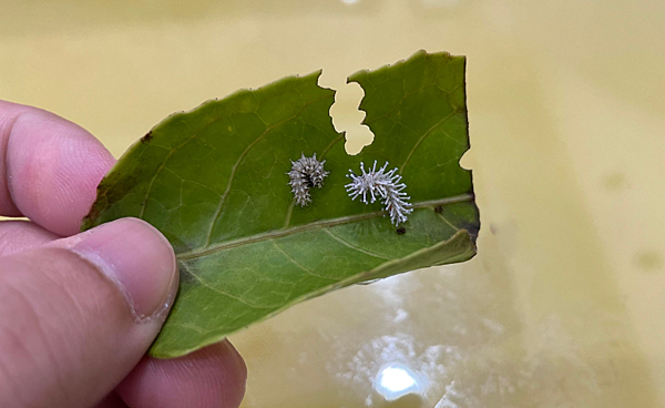 臺灣蛾類中的巨大王者 - 皇蛾飼養日記 臺灣蛾類中的巨大王者 - 皇蛾飼養日記