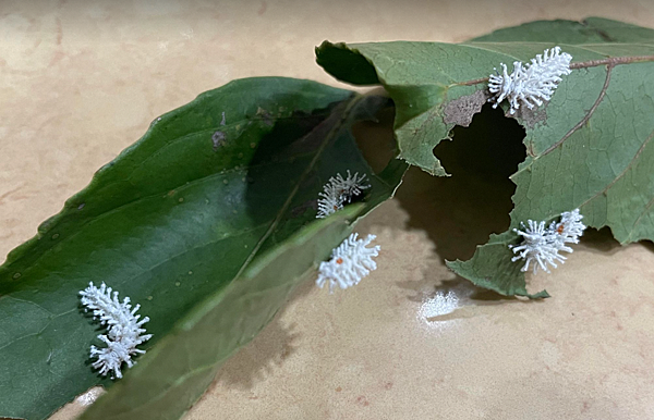 臺灣蛾類中的巨大王者 - 皇蛾飼養日記 臺灣蛾類中的巨大王者 - 皇蛾飼養日記