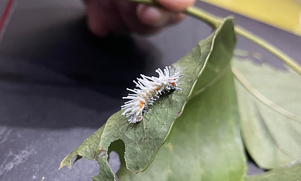 臺灣蛾類中的巨大王者 - 皇蛾飼養日記 臺灣蛾類中的巨大王者 - 皇蛾飼養日記