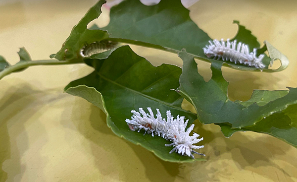 臺灣蛾類中的巨大王者 - 皇蛾飼養日記 臺灣蛾類中的巨大王者 - 皇蛾飼養日記