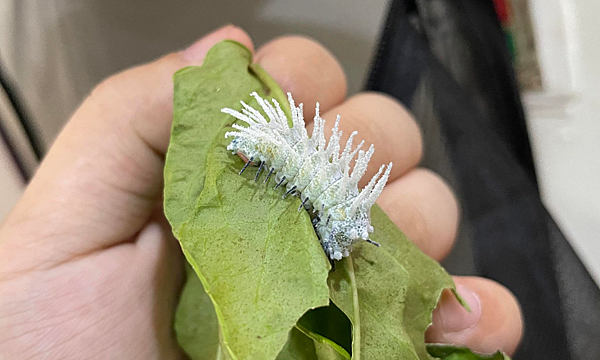 臺灣蛾類中的巨大王者 - 皇蛾飼養日記 臺灣蛾類中的巨大王者 - 皇蛾飼養日記