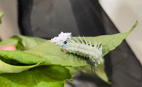 剛蛻皮的四齡皇蛾幼蟲 臺灣蛾類中的巨大王者 - 皇蛾飼養日記