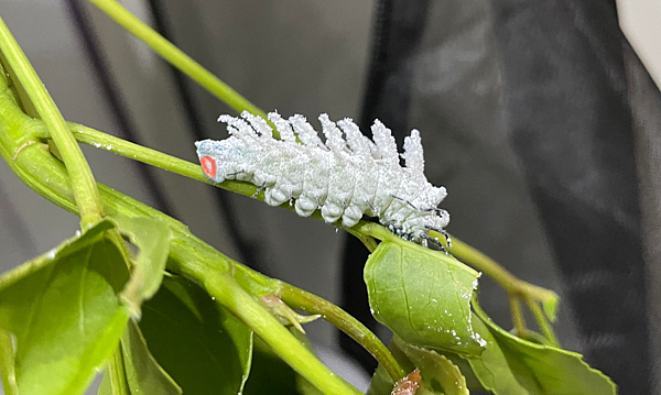 臺灣蛾類中的巨大王者 - 皇蛾飼養日記 臺灣蛾類中的巨大王者 - 皇蛾飼養日記