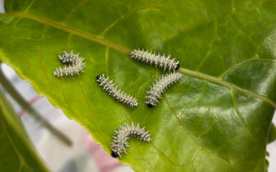 皇蛾幼蟲 臺灣蛾類中的巨大王者 - 皇蛾飼養日記