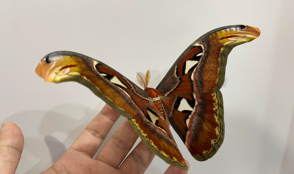 臺灣蛾類中的巨大王者 - 皇蛾飼養日記 臺灣蛾類中的巨大王者 - 皇蛾飼養日記