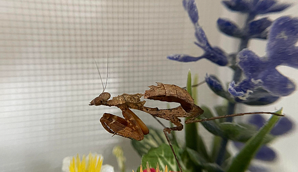 自然界技術高超的偽裝獵手，勾背枯葉螳螂飼養日記