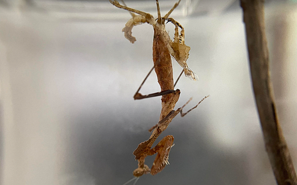 自然界技術高超的偽裝獵手，勾背枯葉螳螂飼養日記