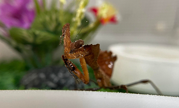 自然界技術高超的偽裝獵手，勾背枯葉螳螂飼養日記