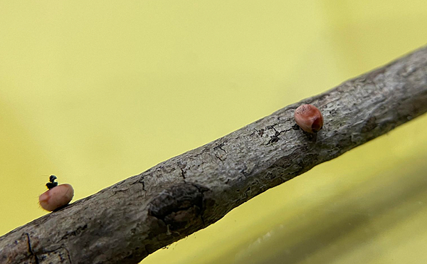 臺灣蛾類中的巨大王者 - 皇蛾飼養日記 臺灣蛾類中的巨大王者 - 皇蛾飼養日記