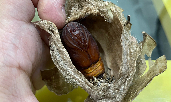 臺灣蛾類中的巨大王者 - 皇蛾飼養日記 臺灣蛾類中的巨大王者 - 皇蛾飼養日記