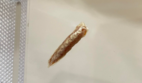 花叢間綠色的小眼睛，雲眼斑螳飼養日記