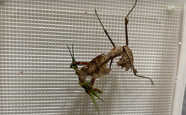 自然界技術高超的偽裝獵手，勾背枯葉螳螂飼養日記