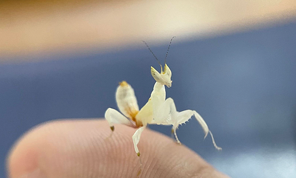 鬼斧神工的俏麗殺手，印尼蘭花螳螂飼養日記