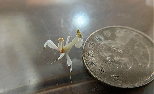 鬼斧神工的俏麗殺手，印尼蘭花螳螂飼養日記