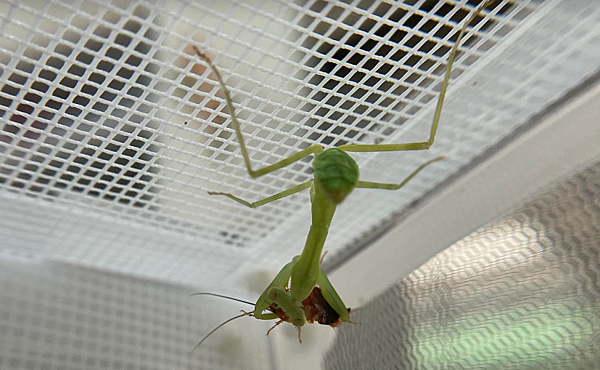 臺灣最常見的游擊昆蟲殺手 - 寬腹螳螂飼養日記