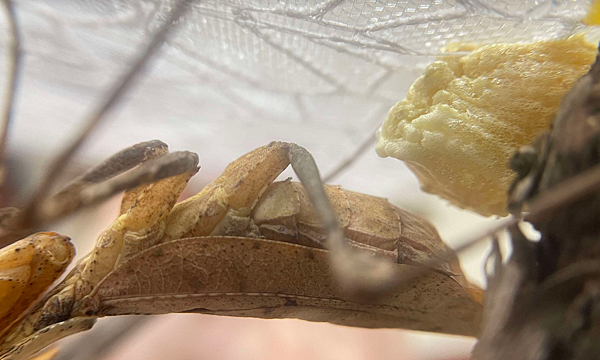 自然界技術高超的偽裝獵手，勾背枯葉螳螂飼養日記