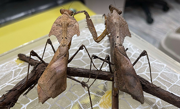 自然界技術高超的偽裝獵手，勾背枯葉螳螂飼養日記