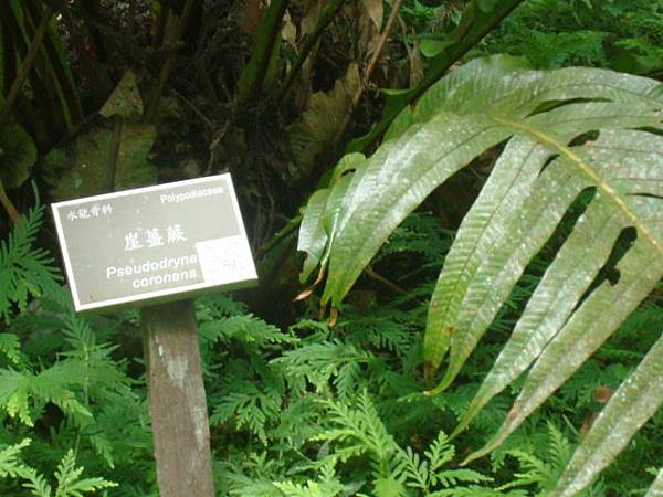 福山植物之旅-19