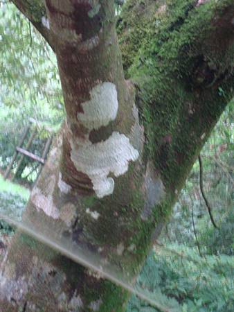 福山植物之旅-地衣菌