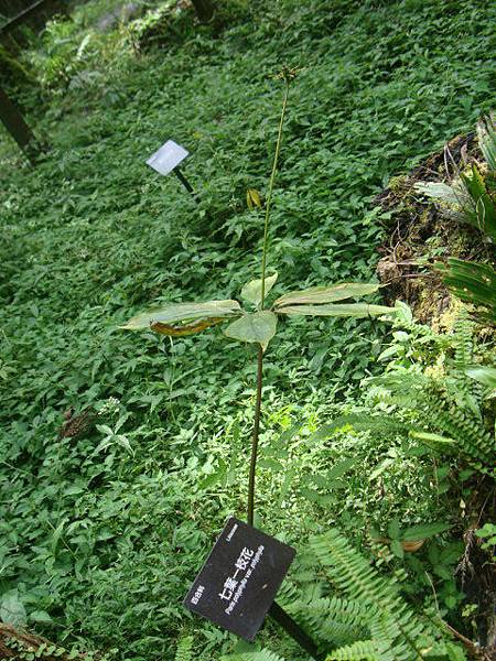 福山植物之旅-七葉一枝花1